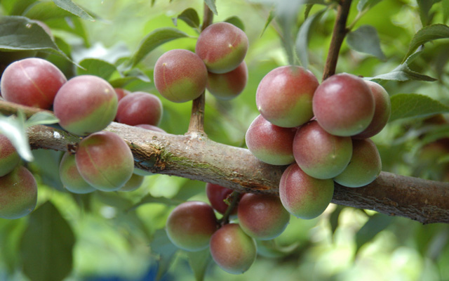 紀州産梅の梅酒づくりセット