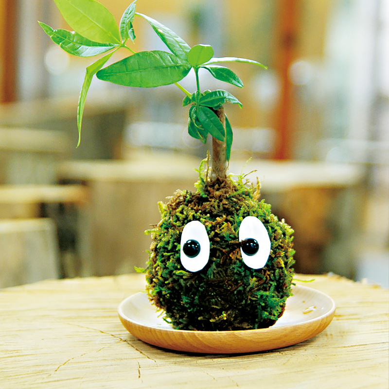 160425_workshop_kokedama800
