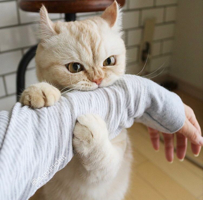 ぬこ