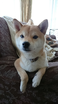 さんな