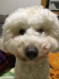 ぶんた