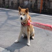 pattyhama