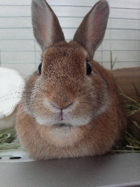 チャック