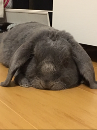 かいぷー