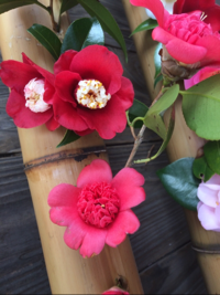 かたくちいわし