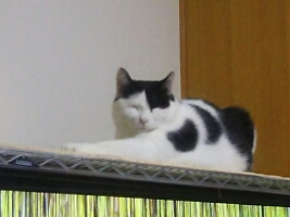 長毛猫