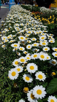 こはー
