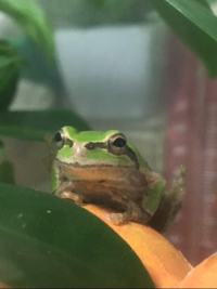 チェゴ