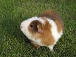 morumoru