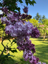lilac