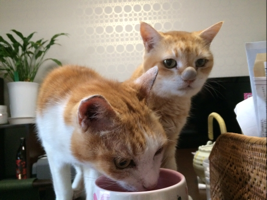 マヌとマイキー