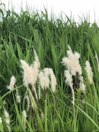 ピュアホワイト