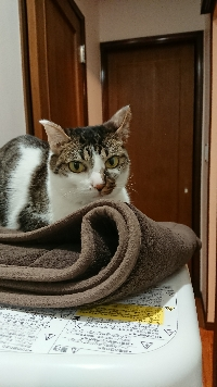 まるちび