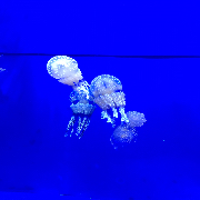 t.mina
