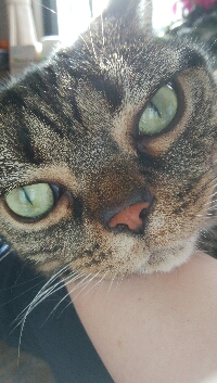 piggy-t