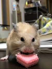 あーや28号