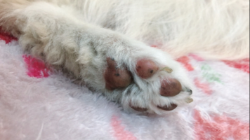 ぽめゆき
