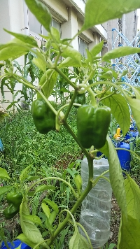 はるるるゆ