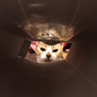 また猫