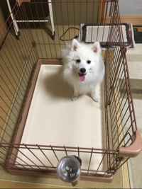 琥珀くん