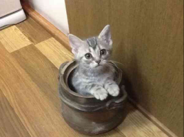 ぽるか