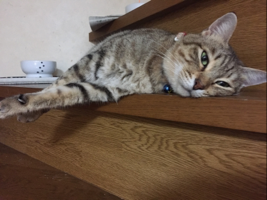 はまよし