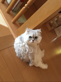 ココ