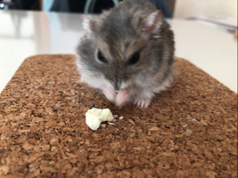アルちゃま