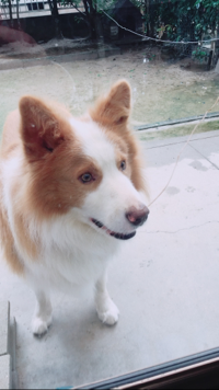 Caoru
