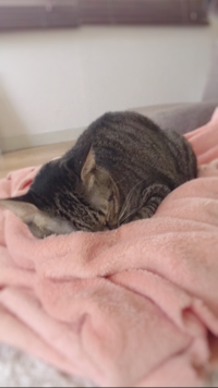 いとちゃんまん