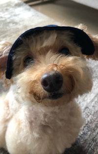 トイさん
