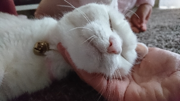ニコニコぷーん
