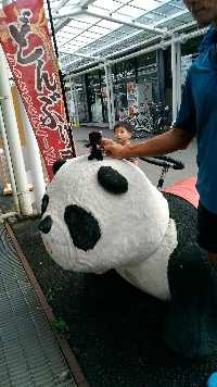 茶猫
