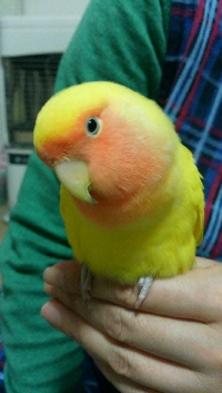 ピー＆ピコちゃん