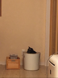 にゃんだにゃ