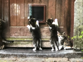 ミュー♪