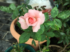 ろーずかぷりす