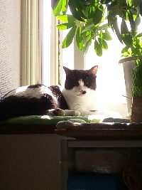 まるねこのまま