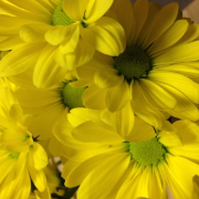 ひらめのえんがわ