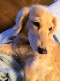 にゃじら