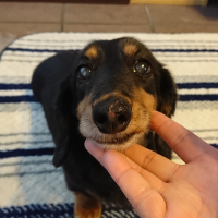 チェリマロ