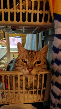 のりぷう