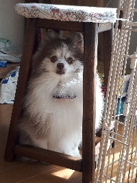 あるこま