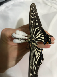 SweetButterfly