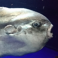ナンボボボ