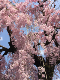 ささらさらさんのレビュー一覧 通販 無印良品