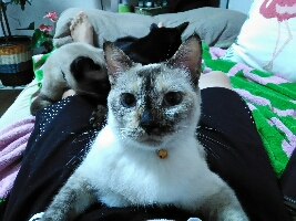 ねこミルク