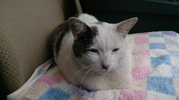 けいちぁん