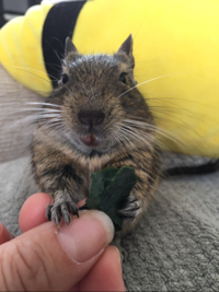 ニコちゃん