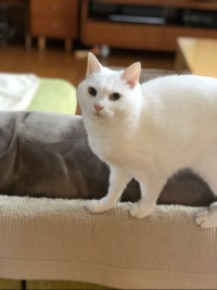 ケダマ